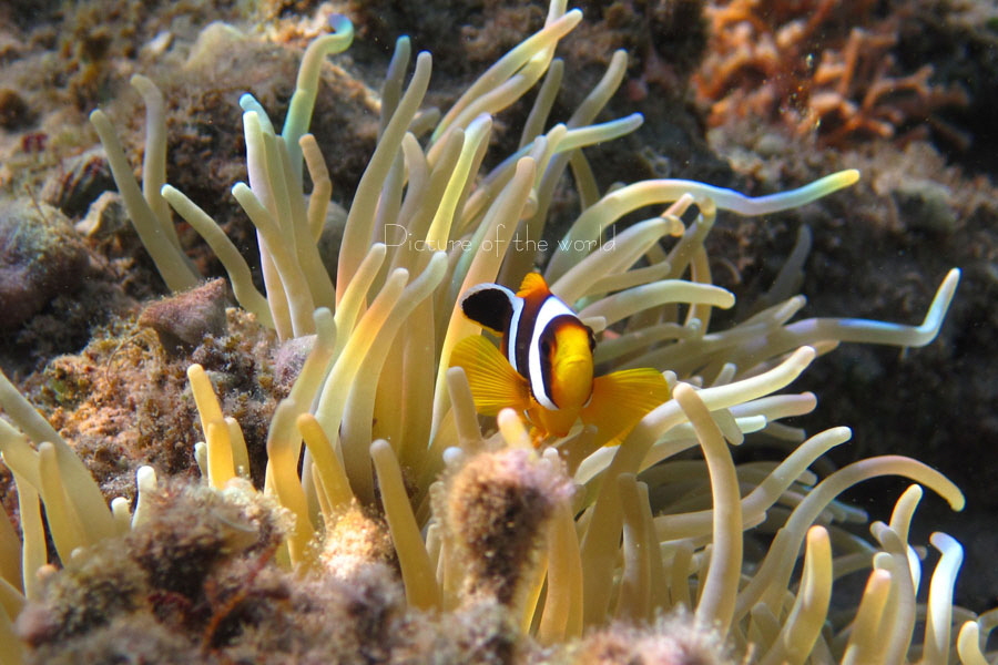 Arabischer Clownfisch - Safaga 2016 01