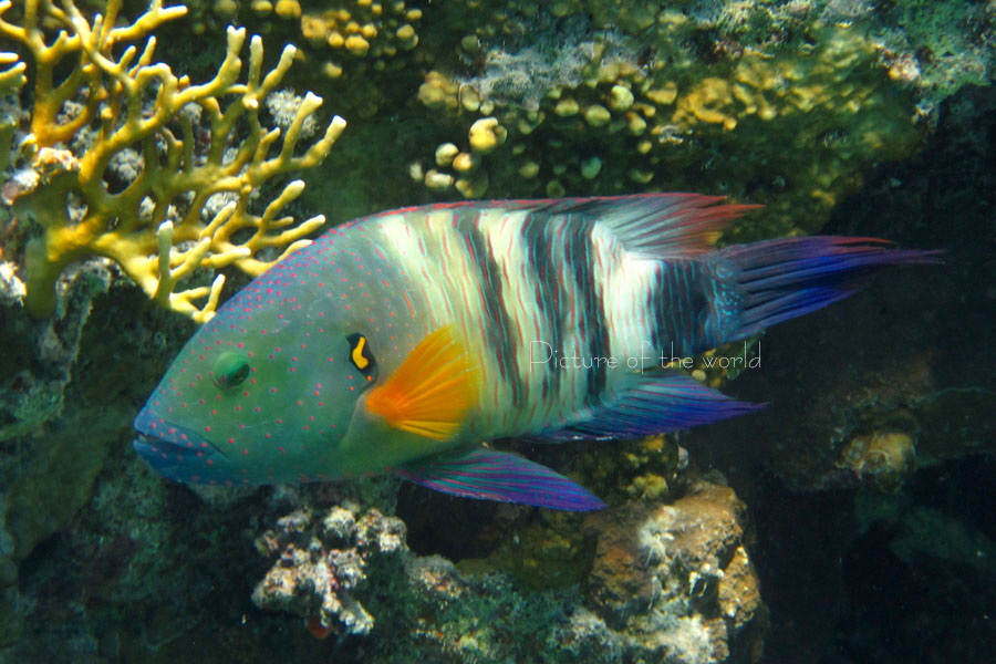 Besenschwanz-Lippfisch - Marsa umm Gerifad 2015