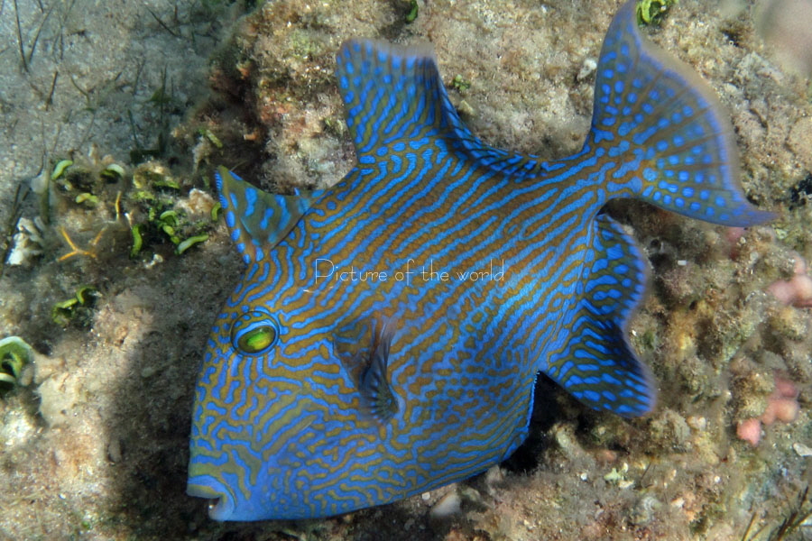 Blaustreifen-Drückerfisch - Safaga 2010 14