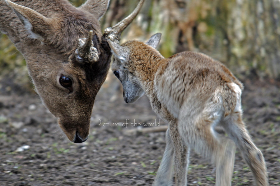 Dammwild - Wildschaf 2013 01