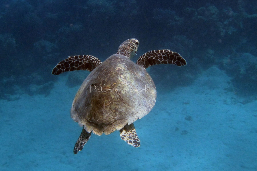 Echte Karettschildkröte - Safaga 2012