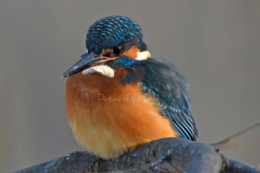 Eisvogel - Nymphenburg 2017 04
