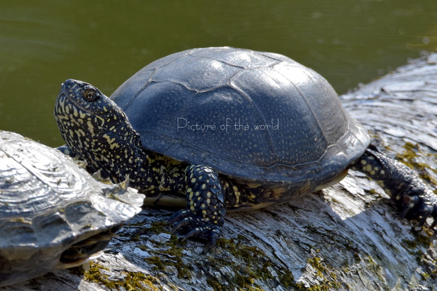 Europäische Sumpfschildkröte - Muenchen 2017