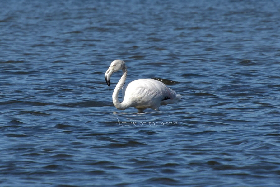 Flamingo - Korsika 2016