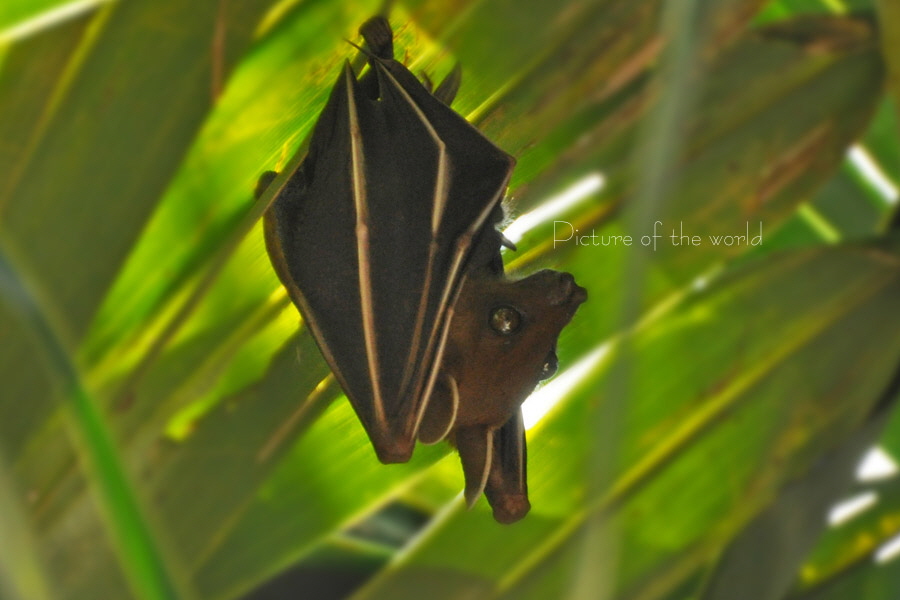 Flughund - Thailand 2013 02