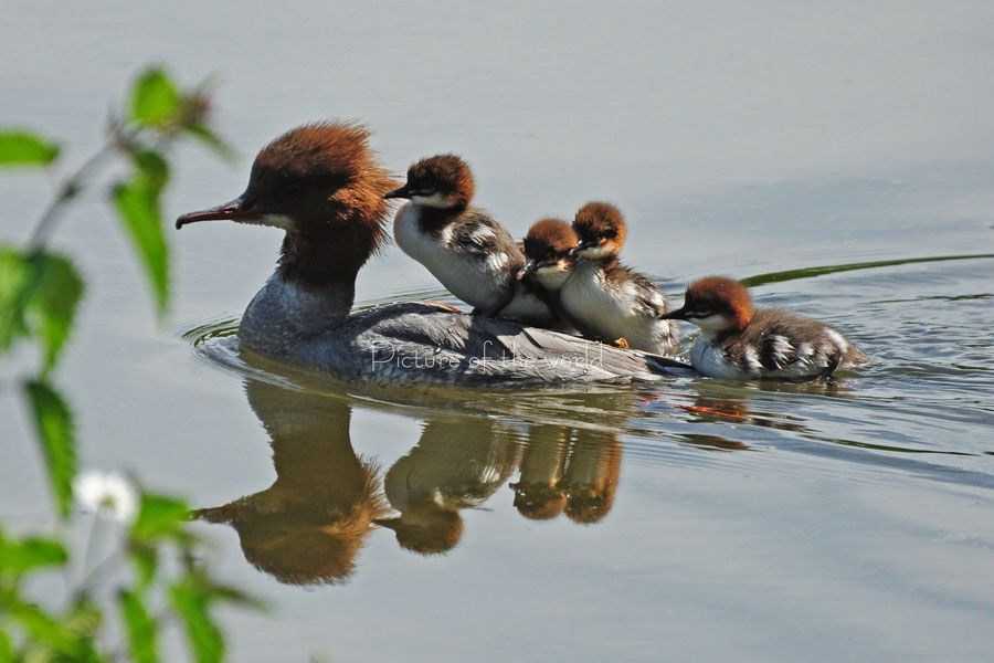 Gänsesäger - Nymphenburg 2012