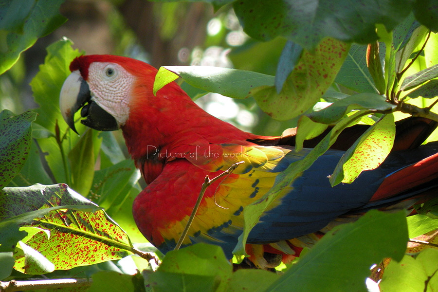 Hellroter Ara - Puerto Jimenez Costa Rica 2008