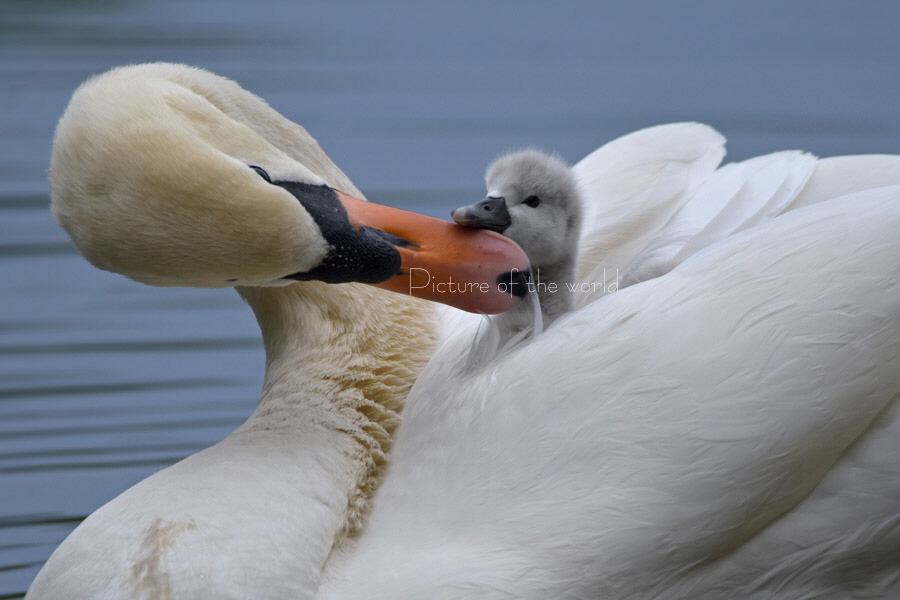 Höckerschwan - Nymphenburg 2017 01