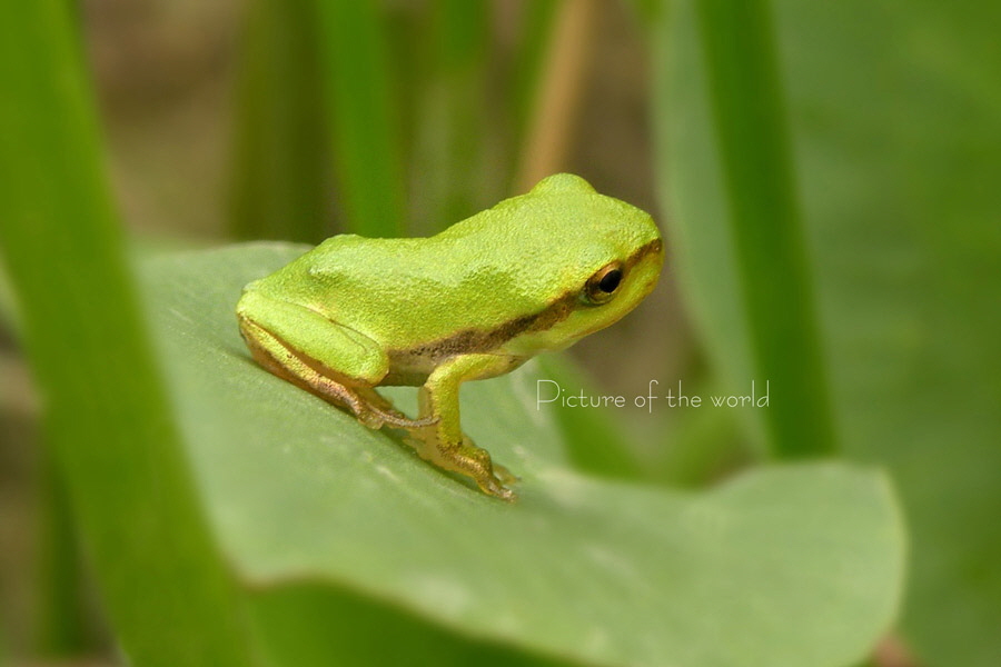 Laubfrosch - Fröttmaninger Heide 2015