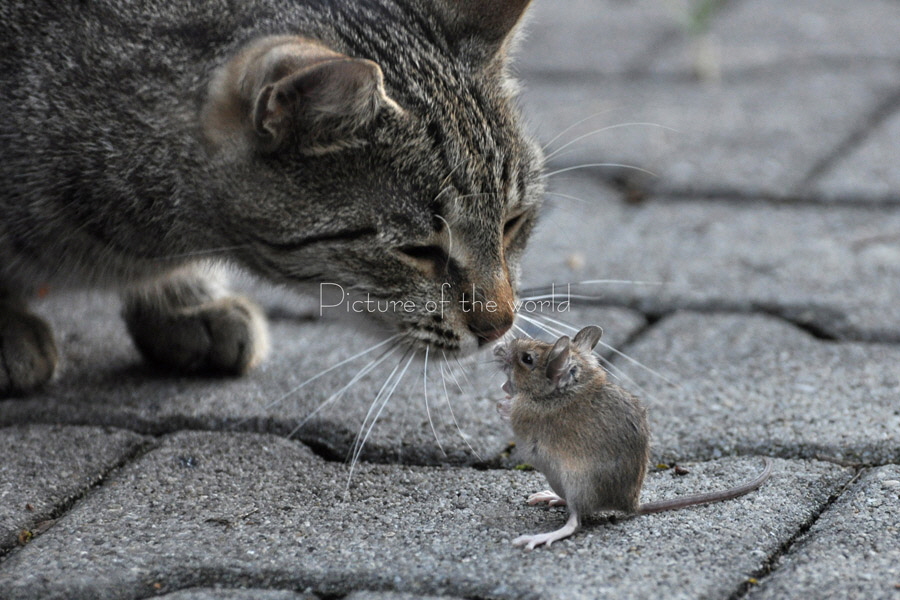 The cat 2011