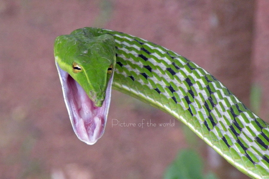 Nasen-Peitschennatter - Sri Lanka 2011