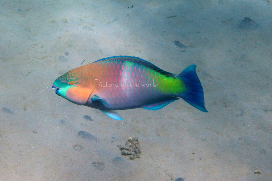 Papageifisch - Safaga 2016