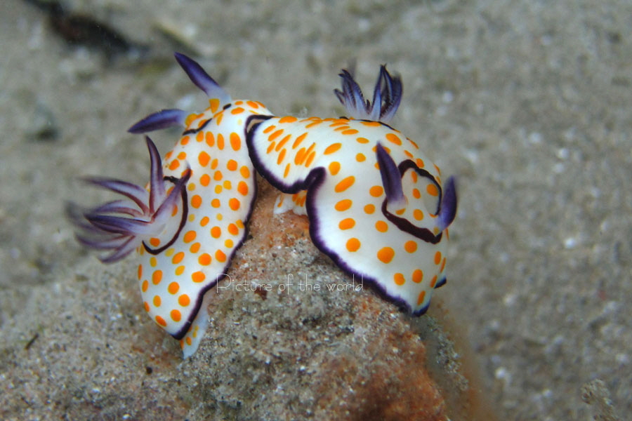 Ringel-Sternschnecke - Safaga 2013