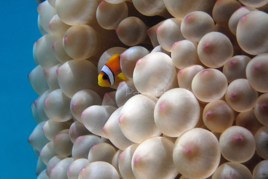 Rotmeer-Anemonenfisch - Safaga 2012