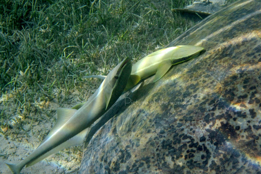 Schiffshalter - Safaga 2010