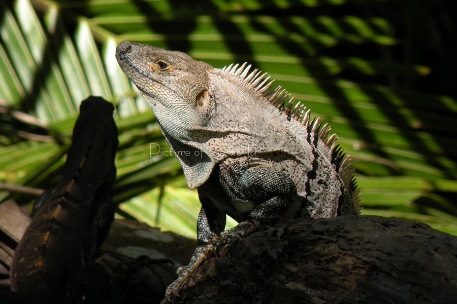 Schwarzer Leguan - Puntarenas - Costa Rica 2008