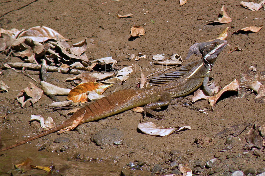 Stirnlappenbasilisk - Costa Rica Puntarenas 2008
