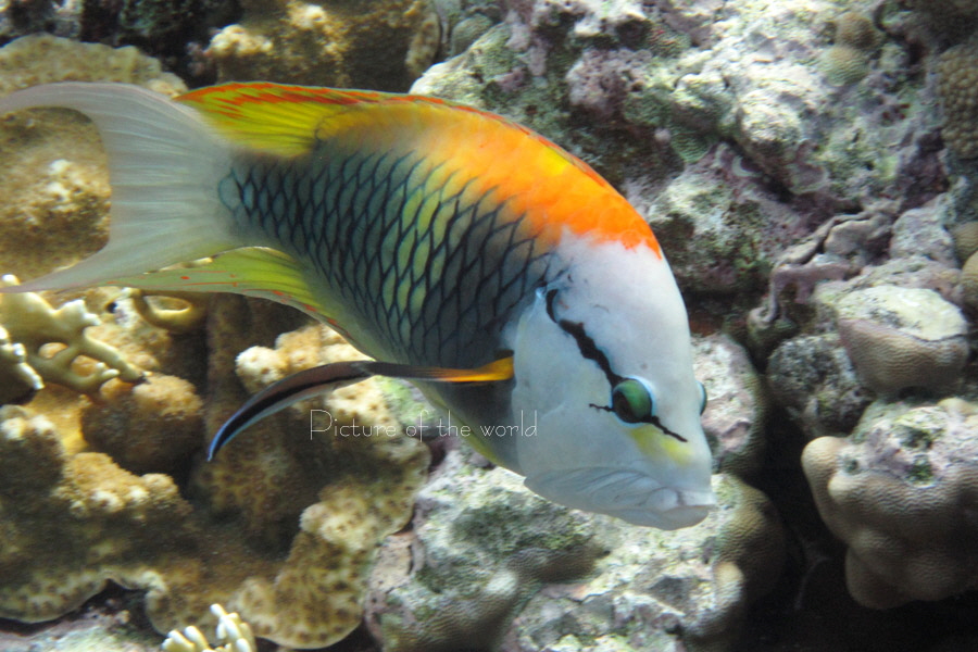 Stülpmaul-Lippfisch - Safaga 2012