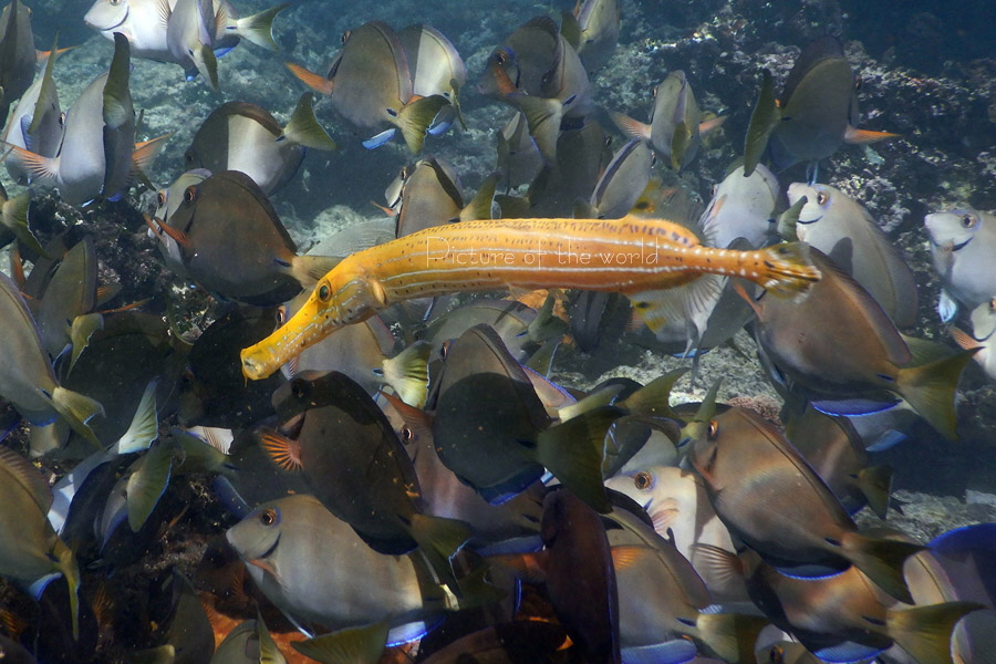 Trompetenfisch - Dominikanische Republik 2017