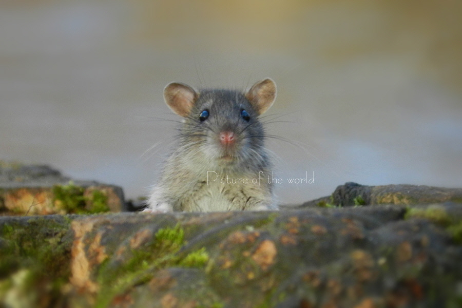 Wanderratte - Würm 2014
