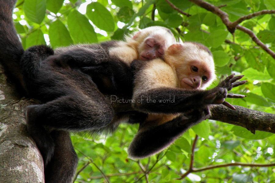 Weißkopfaffe - Costa Rica 2008