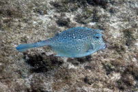 Bienenwaben-Kofferfisch - Domrep 2017 01
