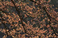 Botanischer Garten 2017 04