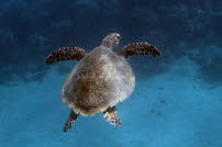 Echte Karettschildkröte - Safaga 2012 10