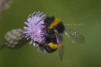 Erdhummel - Nymphenburg 2017 01