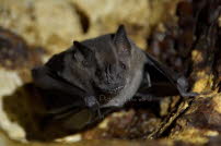 Fledermaus - Domrep 2017 01