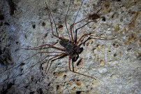 Geisselspinne - Domrep 2017