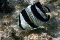 Gestreifter Falterfisch - Domrep 2017
