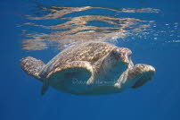 Grüne Schildkröte - Safaga 2012 97
