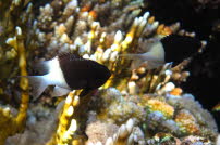 Indischer Zweifarben-Chromis - Marsa Alam 2014