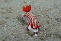 Kandies-Sternschnecke - Safaga 2013 01
