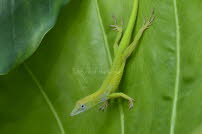 Karibische gruene Anole - Domrep 2017 07