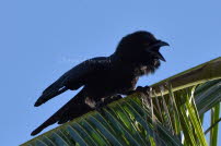 Palmenspoetter - Domrep 2017 01