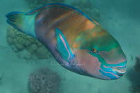 Purpurwangen-Papageifisch - Safaga 2010 04