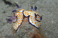 Ringel-Sternschnecke - Safaga 2013