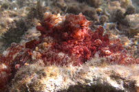 Rote Krake - Safaga 2016 02