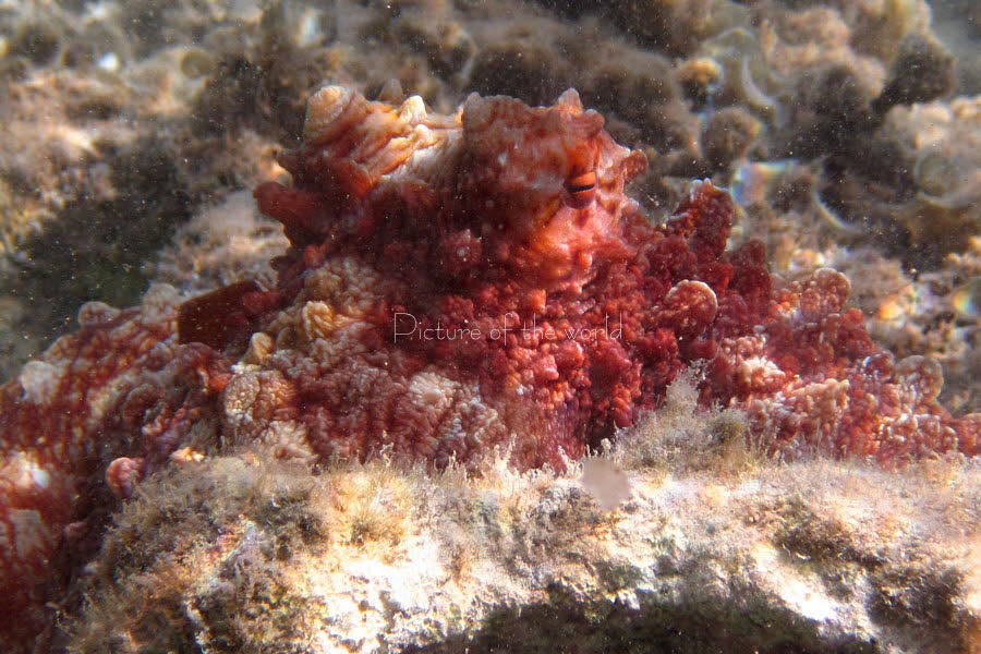 Rote Krake - Safaga 2016 02