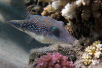 Rotmeer-Spitzkugelfisch - Safaga 2011 07