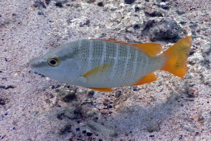 Schulmeister Schnapper - Domrep 2017