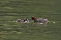 Zwergtaucher - Nymphenburg 2011 02