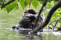 Zwergtaucher - Nymphenburg 2011 101
