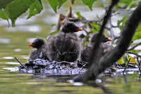 Zwergtaucher - Nymphenburg 2011 104