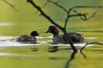 Zwergtaucher - Nymphenburg 2011 107