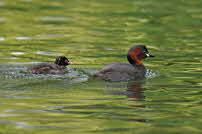 Zwergtaucher - Nymphenburg 2011 89